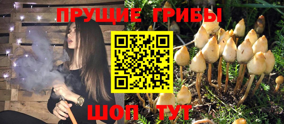 Галлюциногенные грибы Magic Shrooms  хочу   Донской  Галлюциногенные грибы Psilocybe  Вход с VPN 